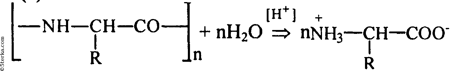 Гидролиз белка схема
